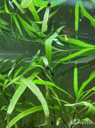 Улитки теодоксус