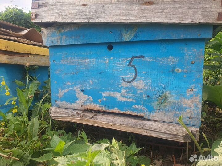 Пчелосемья с ульем