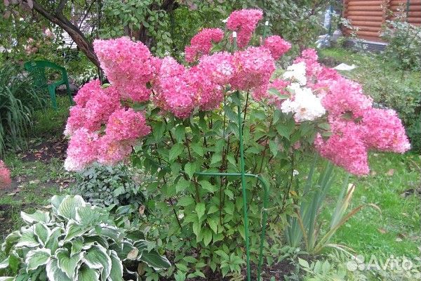 Гортензия метельчатая Сандей фрайз