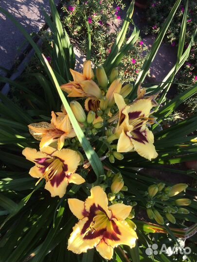 Продаю сортовые лилейники