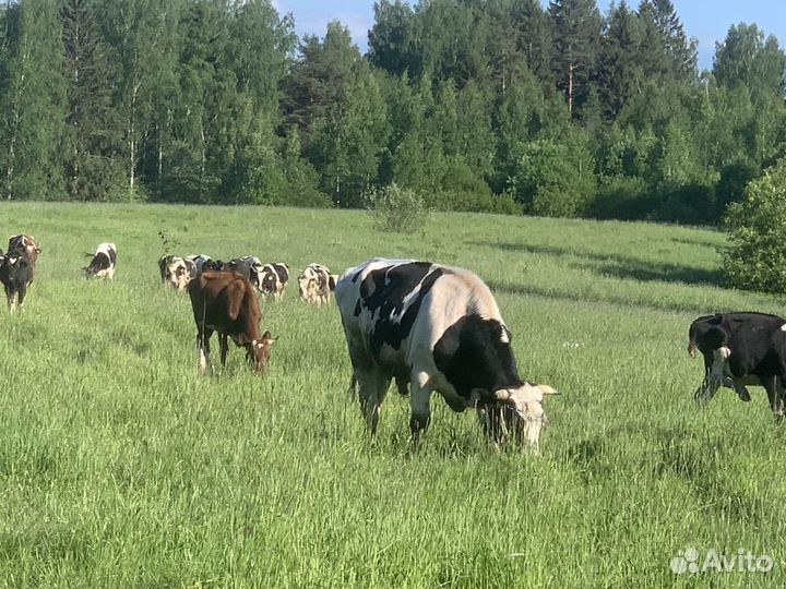 Животноводческая ферма