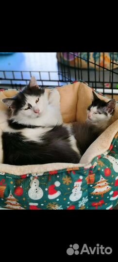 Котёнок и кошка в добрые руки