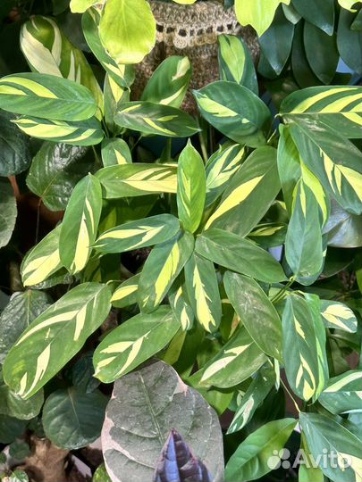 Калатея лубберса