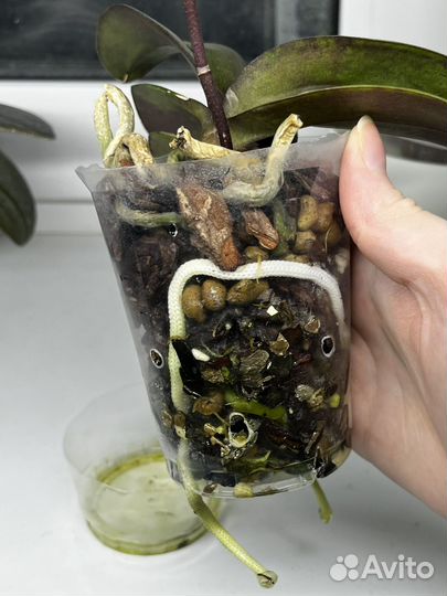 Орхидея фаленопсис пелорик