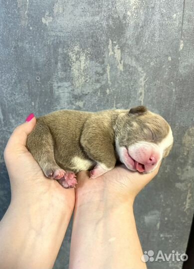 Американский булли покет щенки