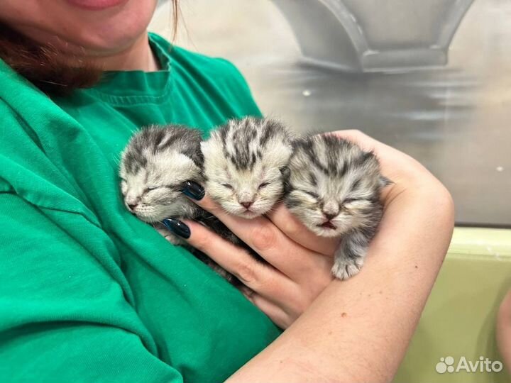 Шотландская