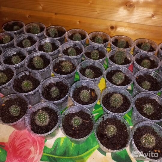 Кактусы и суккуленты