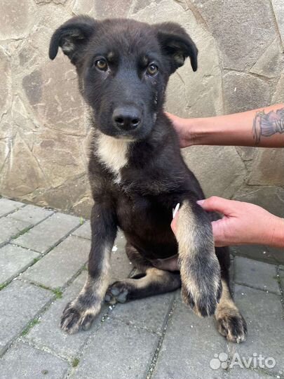 Восточноевропейская овчарка