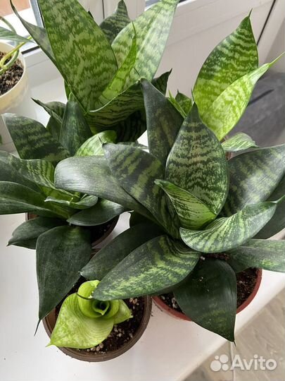 Сансевиерия Хани (щучий хвост)