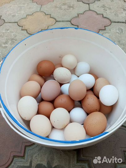 Домашние куриные яйца