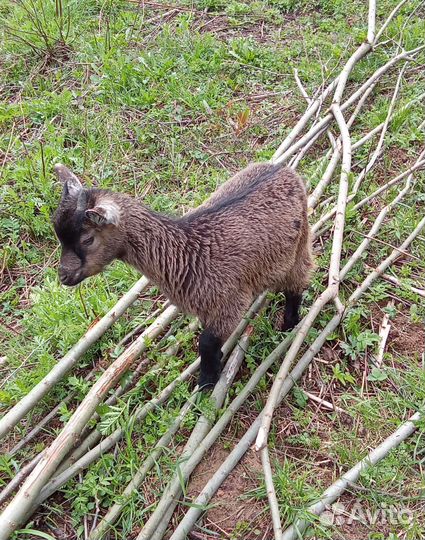 Камерунская козочка