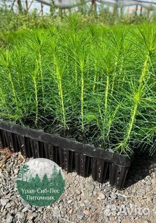 Сеянцы зкс Сосна окс Ель Лиственница Горная