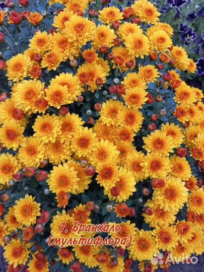 Хризантема