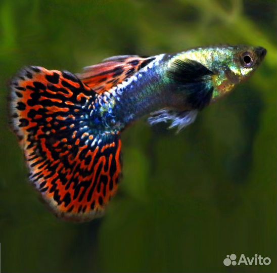 Гуппи Чистые линии