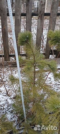 Саженцы сибирского кедра от 20 до 1000 см
