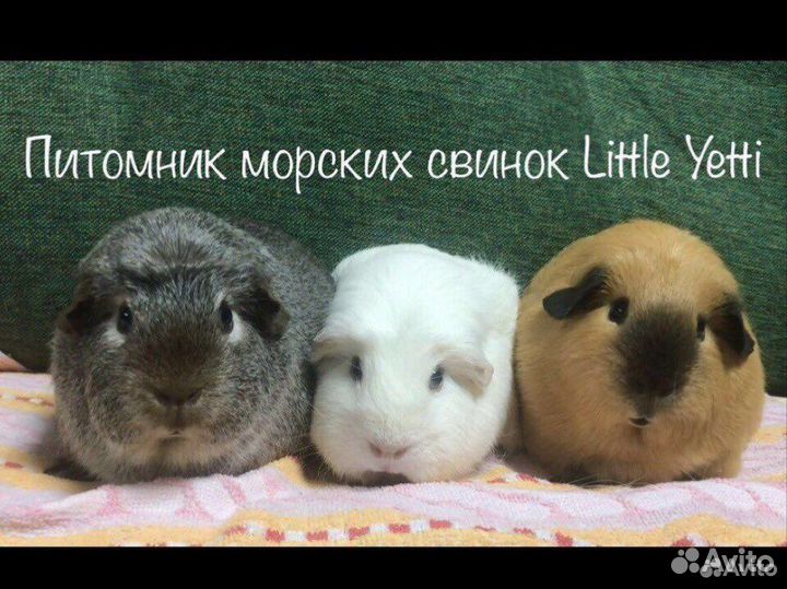 Морские свинки Калифорния