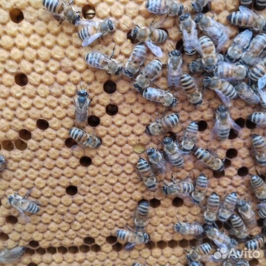 Пчелопакеты Бакфаст, Карника