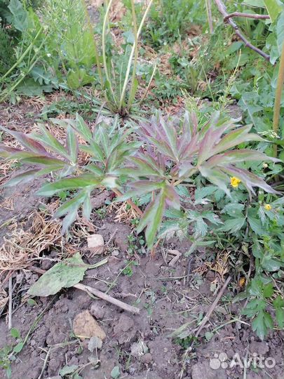 Пион Бартзелла