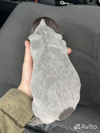 Щенки курцхаара