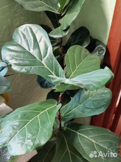 Фикус 