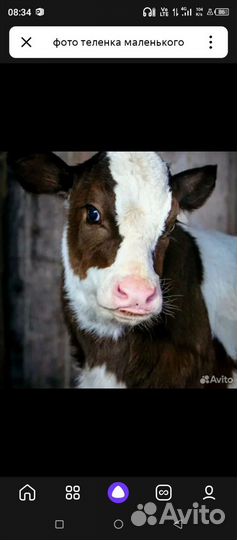 Теленок бычек