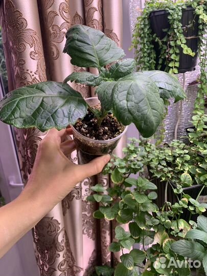 Пачули, ароматный цветок для дома