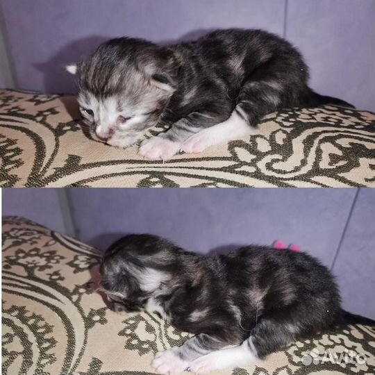 Сибирские котята в добрые руки