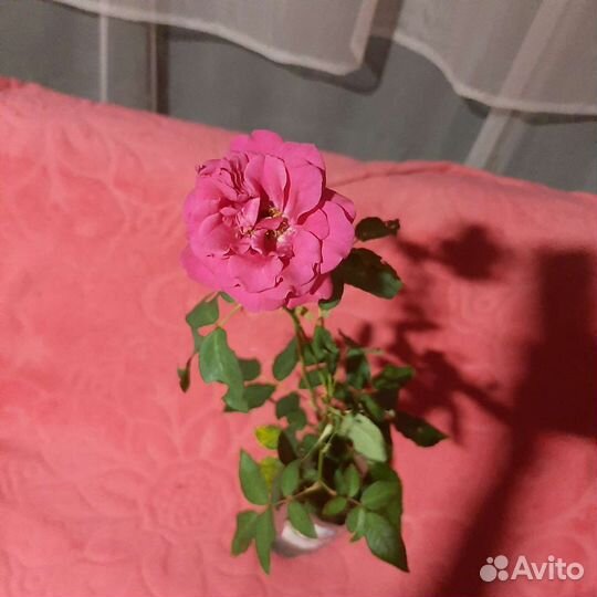Розы садовые