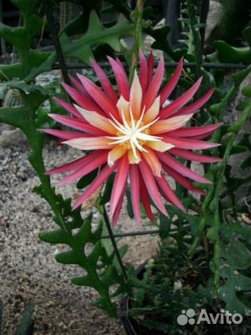 Криптоцериус 