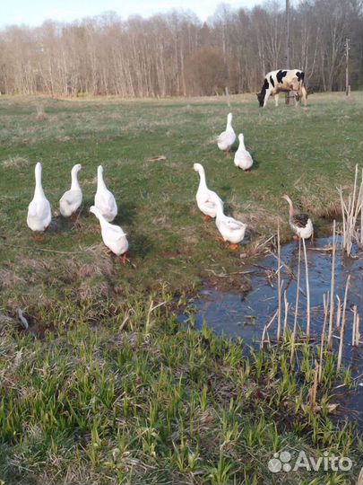 Инкубационные яйцо гусей