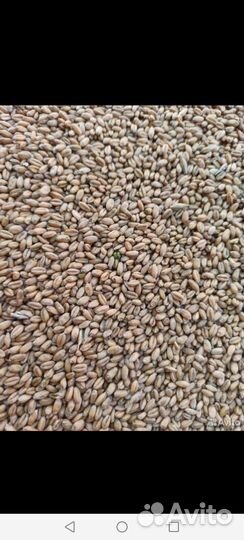 Зерно пшеница