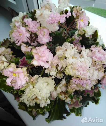 Фиалка Царевна-лягушка детки