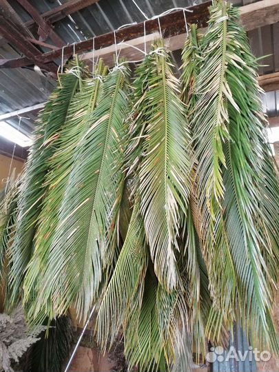 Листья пальмы