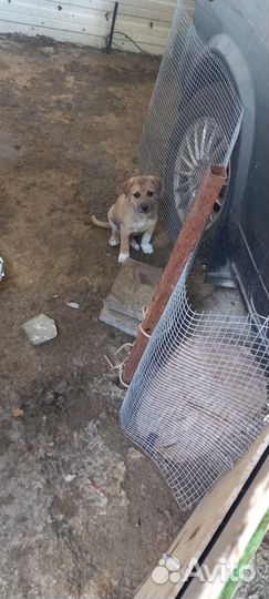 Щенки в добрые руки