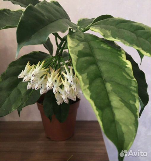 Хойи сортовые