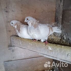 Домашние голуби: китайские чайки, космачи; особенности содержания птиц