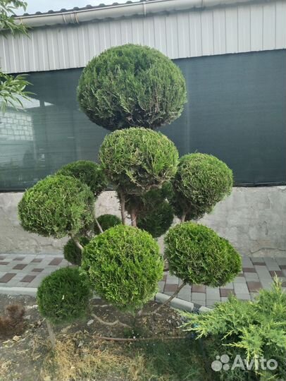 Декоративная стрижка растений, живой изгороди