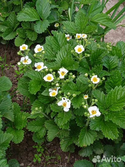 Кусты клубники на весну