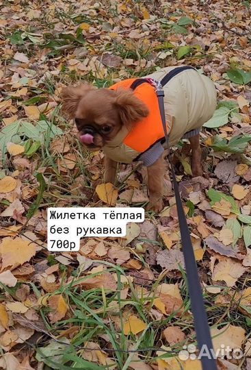 Одежда для собак мелких пород