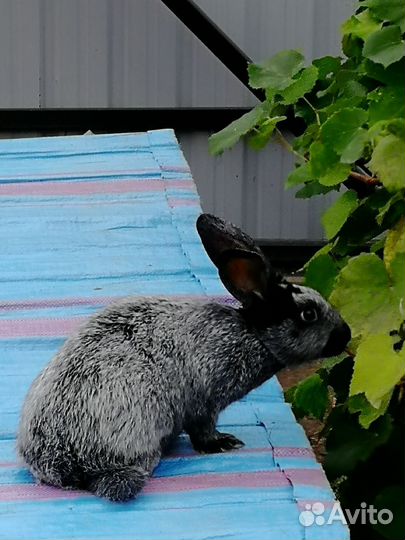 Кролики - Серебро