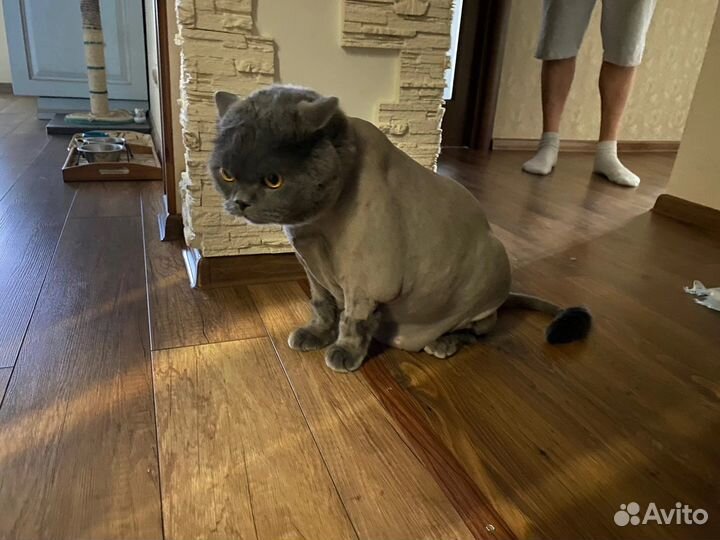 Стрижка кошек и собак у вас дома