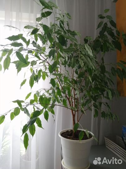 Фикус бенджамина