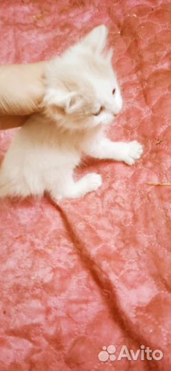 Курильский бобтейл