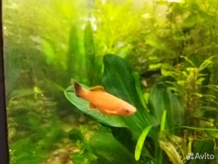 Аквариумные рыбки и растения