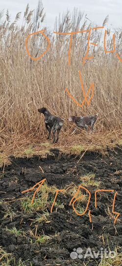 Курцхаар вязка