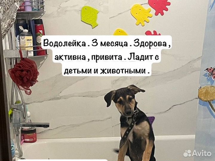 Спасите щенка