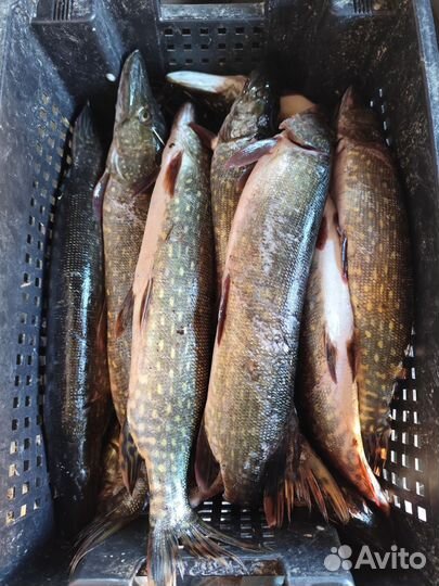 Свежая рыба