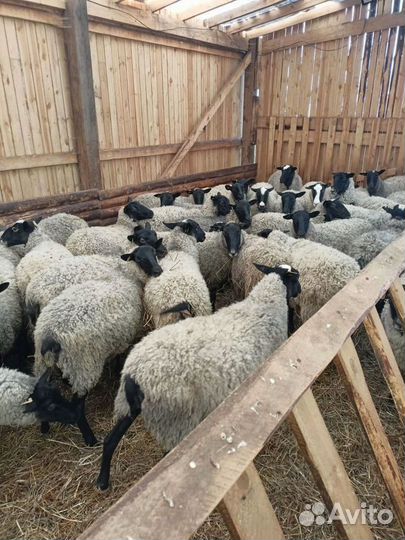 Романовские овцы и бараны
