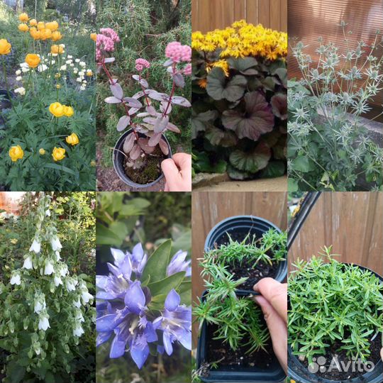 Садовые многолетники