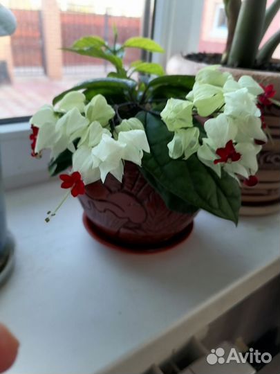 Клеродендрум